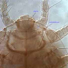  Fig. 4.  Imparipes  sp. (ex  Nomia nortoni ) female anterior idiosoma, optical section at level of stigmata and trichobothria. 