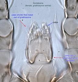  Fig. 4.  Kerdabania  female gnathosoma, ventral view. 