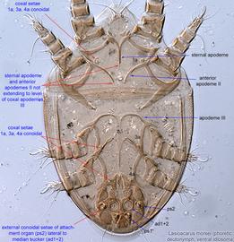  Fig. 4.  Lasioacarus morsei  phoretic deutonymph idiosoma, ventral view. 