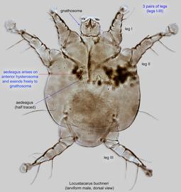  Fig. 4.  Locustacarus buchneri  larviform male, dorsal view; DIC. 