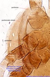  Fig. 4.  Melittiphis alvearius  female peritremal region .  