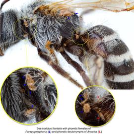  Fig. 16. Bee  Halictus frontalis  (lateral view) with phoretic deutonymphs of  Anoetus  (red arrows) and phoretic females of  Parapygmephorus  (blue arrows); photo by Lindsey Seastone & Laura Hartmann, ITP. 