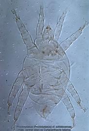  Fig. 5.  Proctotydaeus (Proctotydaeus)  cf.  schistocercae  (ex  Cyrtacanthacris tatarica ) male, ventral view. 