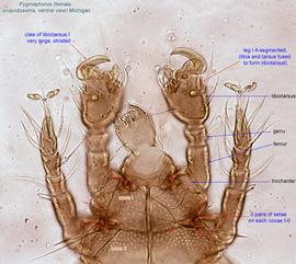  Fig. 4.  Pygmephorus  sp. (MI) female propodosoma, ventral view. 