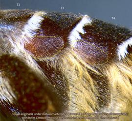  Fig. 4. Tergal acarinaria under metasomal tergites (T3 and T4) of bee  Ctenocolletes albomarginatus.   Ctenocolletacarus   brevirostris  mites are hidden inside the acarinaria; photo by Barry OConnor, University of Michigan. 