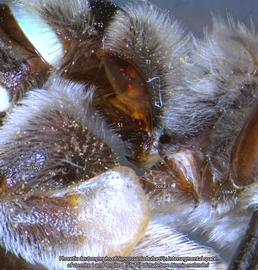  Fig. 16. Phoretic deutonymphs of  Sancassania boharti  in the intersegmental space of sternite 1 and tergite 1 (S1 and T1) of male bee  Nomia melanderi . 