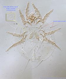  Fig. 4.  Tortonia quadridens  female, dorsal view. 