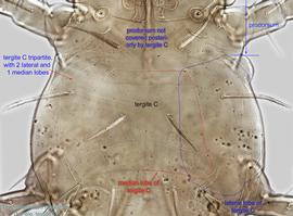  Fig. 4.  Trochometridium tribulatum  female dorsocentral idiosoma showing tergite C. 