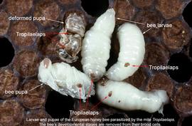  Fig. 4. Larvae and pupae of the European honey bee ( Apis mellifera ) parasitized by the mite  Tropilaelaps  (females) ;  the bee’s developmental stages are removed from their brood cells to show mites; photo © CSIRO Science Image 7018. 