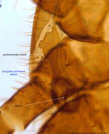  Fig. 5.  Dinogamasus crassipes  (ex  Xylocopa aestuans ) stigma and peritrematic shield; peritremes not deveoped. 