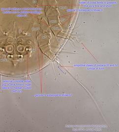  Fig. 5.  Acarus siro  phoretic deutonymph legs III-IV, ventral view. 