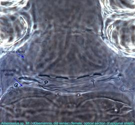  Fig. 5.  Ameroseius  sp. female posterior margin of epigynal shield, optical section. 