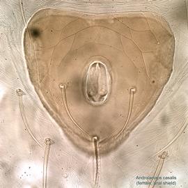  Fig. 5.  Androlaelaps casalis  female anal shield. 