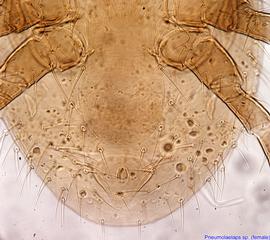  Fig. 5.  Pneumolaelaps  sp. (ex  Bombus crotchii;  (CA) female anal region. 