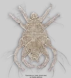  Fig. 5.  Pyemotes  sp. (ex  Hoplitis albifrons ) male, dorsal view .  