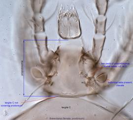  Fig. 5.  Bakerdania  female prodorsum. 