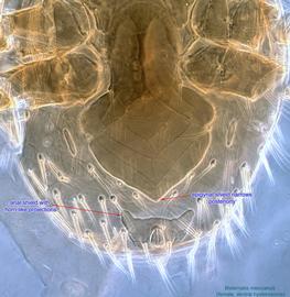  Fig. 5.  Bisternalis mexicanus  female ventral hystrerosoma showing epigynal and anal shields. 