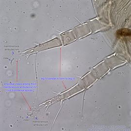  Fig. 5.  Carpoglyphus lactis  phoretic deutonymph legs III-IV, dorsal view. 