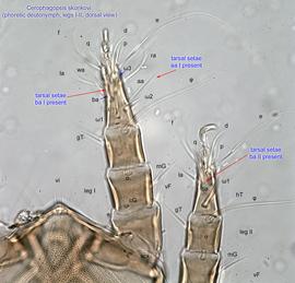  Fig. 5.  Cerophagopsis skorikovi  phoretic deutonymph legs I-II, dorsal view. 