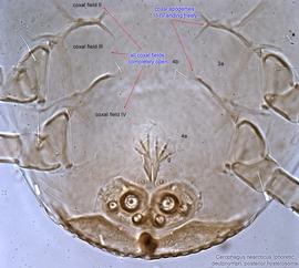  Fig. 5.  Cerophagus nearcticus  phoretic deutonymph ventral hysterosoma. 