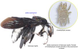  Fig. 5.  Cheletophyes venator  in axillar acarinarium of  Xylocopa nigrita . 