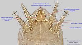  Fig. 5.  Crossacarapis eickworti  female anterior idiosoma, ventral view. 