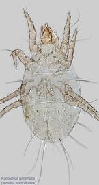  Fig. 5.  Forcellinia galleriella  female, ventral view. 