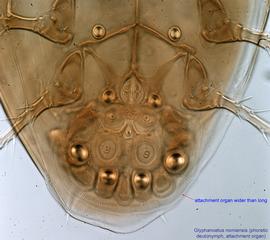  Fig. 5.  Glyphanoetus nomiensis  phoretic deutonymph posteroventral hysterosoma. 