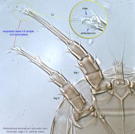  Fig. 5.  Histiostoma feroniarum  phoretic deutonymph legs I-II, ventral view. 