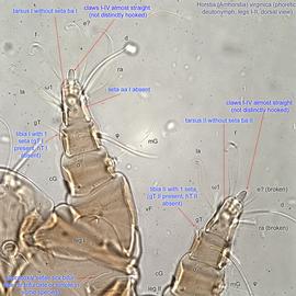  Fig. 5.  Horstia   (  Amhorstia  )   virginica  phoretic deutonymph legs III-IV, dorsal view. 