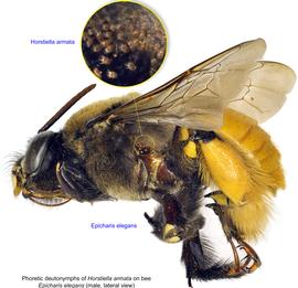  Fig. 17. Phoretic deutonymphs of  Horstiella armata  on bee  Epicharis elegans  male, lateral view; photo by Lindsey Seastone & Laura Hartmann, ITP. 