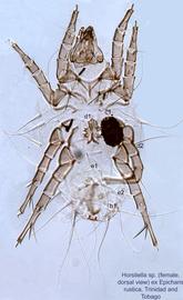  Fig. 5.  Horstiella  sp. (ex  Epicharis rustica , Trinidad and Tobago) female, dorsal view. 