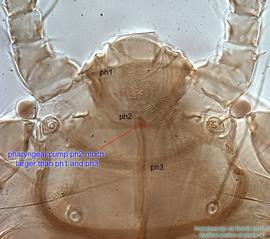  Fig. 5.  Imparipes  sp. (ex  Nomia nortoni ) female anterior idiosoma, optical section at level of pharynx showing pharyngeal pumps ph1-ph3. 