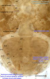  Fig. 5.  Lasioseius  sp. female ventral hysterosoma showing ventrianal shield. 