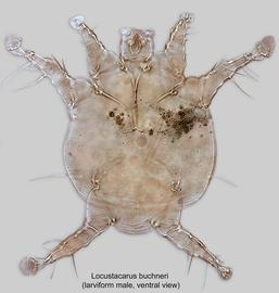  Fig. 5.  Locustacarus buchneri  larviform male, ventral view; DIC. 