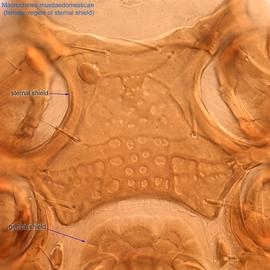  Fig. 5.  Macrocheles muscadomesticae  female sternal shield. 