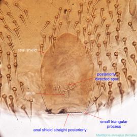  Fig. 5.  Melittiphis alvearius  female anal region .  