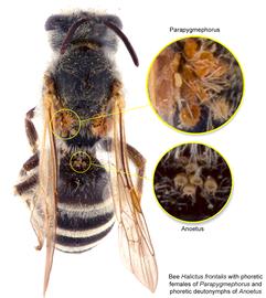  Fig. 17. Bee  Halictus frontalis  (dorsal view) with phoretic deutonymphs of  Anoetus  and phoretic females of  Parapygmephorus ; photo by Lindsey Seastone & Laura Hartmann, ITP. 