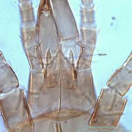  Fig. 5.  Parasitellus talparum  deutonymph gnathosoma, optical section at labrum. 