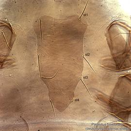  Fig. 5.  Parasitus fimetorum  deutonymph sternal shield; DIC. 