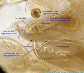  Fig. 5.  Raymentia anomala  female chelicerae showing fixed and movable digits, lateral view. 