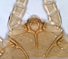  Fig. 5.  Saproglyphus  sp. (ex  Osmia aquilonaria ) phoretic deutonymph gnathosoma, ventral view .  