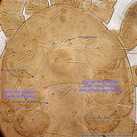  Fig. 6.  Stigmatolaelaps greeni  anteroventral region showing overlapping sternal and epigynal shields. 