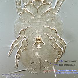  Fig. 5.  Suidasia pontifica  male hysterosoma, ventral view. 