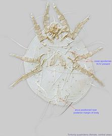  Fig. 5.  Tortonia quadridens  female, ventral view. 