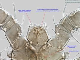  Fig. 5.  Trochometridium tribulatum  female gnathosoma, dorsal view. 