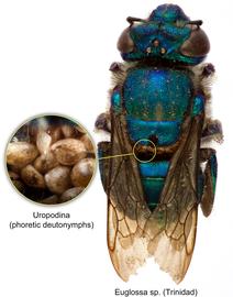  Fig. 5. Uropodina phoretic deutonymphs on bee  Euglossa  sp. from Trinidad; photo by Lindsey Seastone & Laura Hartmann, ITP.
