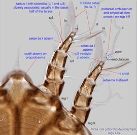  Fig. 5.  Vidia rubi  phoretic deutonymph legs I-II, dorsal view. 