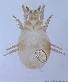  Fig. 6.  Acarus siro  female, dorsal view. 