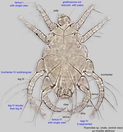  Fig. 6.  Pyemotes  sp. (ex  Hoplitis albifrons ) male, ventral view .  